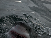 Sharkonomics_JAWS
